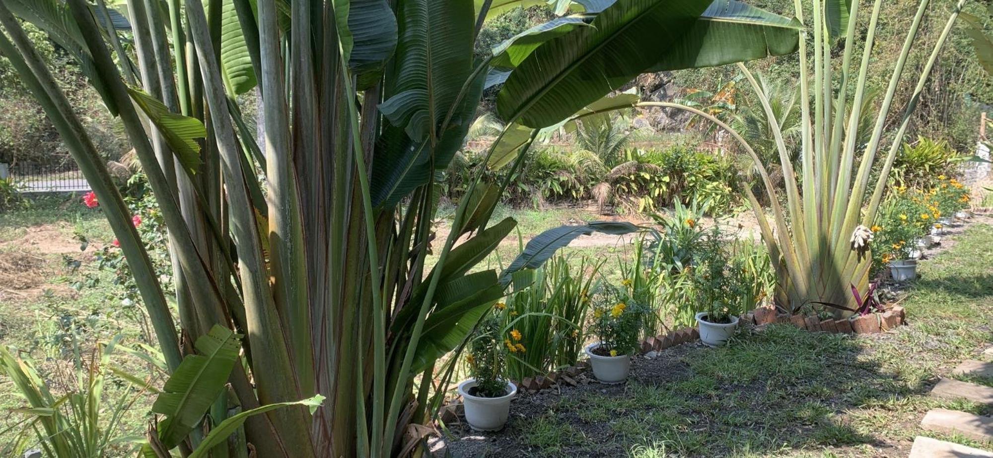 Cat Ba Island Garden Homestay - Papillon Kültér fotó